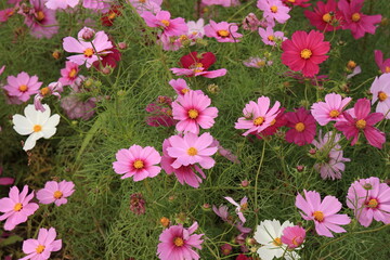 日本に咲いているコスモス