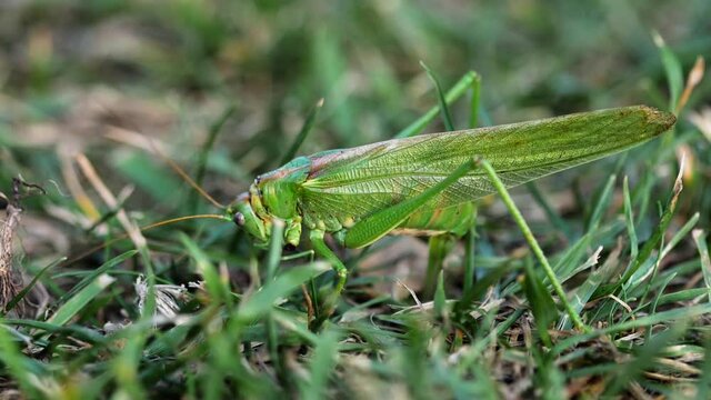 Big green locust female lays eggs