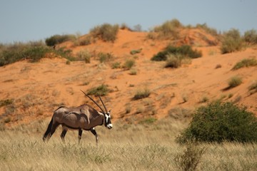 Fototapeta na wymiar The gemsbok or gemsbuck (Oryx gazella) standing on the sand with sand in the background.