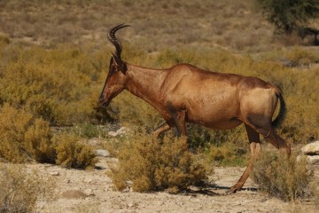 Red hartebeest, Alcelaphus buselaphus caama or Alcelaphus caama walking in dry Kalahari sand in Kalahari desert, dry grass in background.