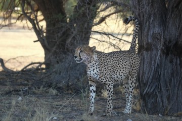 The cheetah (Acinonyx jubatus) male staying in the shade and urine-marking a tree in Kalahari desert.