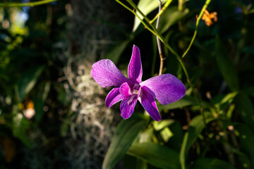 Purple orchids in the forest