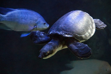 Obraz premium Pig-nosed turtle (Carettochelys insculpta) or the Fly River turtle in freshwater