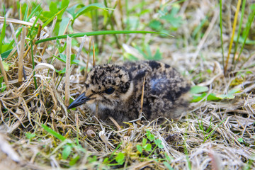 One tiny chick lapwing in the grass