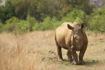 Fototapeta premium A white rhinoceros, rhino, (Ceratotherium simum) staying in grassland with green trees in background in Kalahari desert.