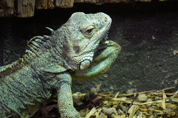 Green iguana