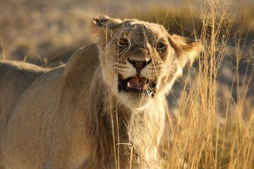 Lion male (Panthera leo) walking in Kalahari desert and looking for the rest of his pride in...