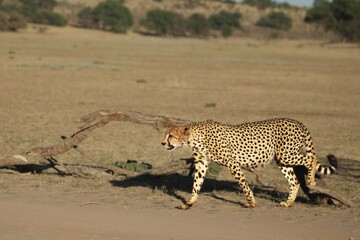 Fototapeta na wymiar Cheetah (Acinonyx jubatus) in Kalahari desert going on sand with grass and green tree background in evening sun. 