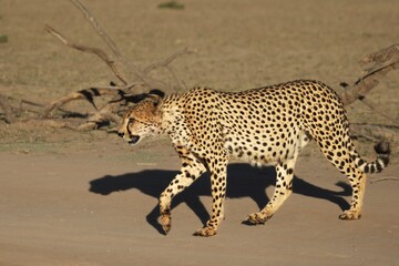 Cheetah (Acinonyx jubatus) in Kalahari desert going on sand with grass and green tree background in evening sun. 