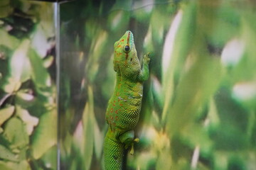 madagascar day gecko