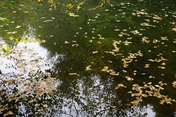 leaves in water