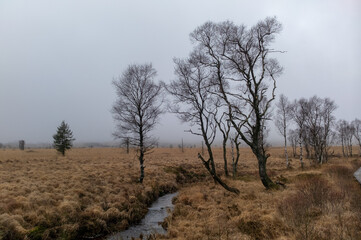 Hautes Fagnes Belgique