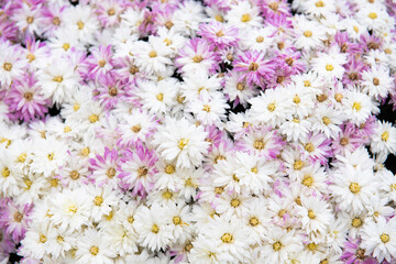 Fototapeta premium two colors, pink and white chrysanthemum bush in the garden 