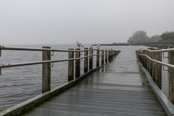 Obraz premium Badesteg mit Möve