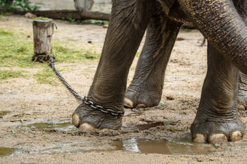 close up elephant with legs in a chains
