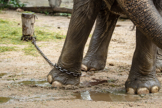 Close Up Elephant With Legs In A Chains