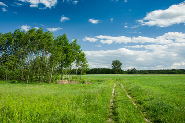 Obraz premium Overgrown grass dirt road through green meadows and fields, trees and clouds on blue sky