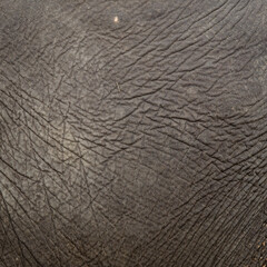 elephant skin texture