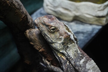 Frilled neck lizard