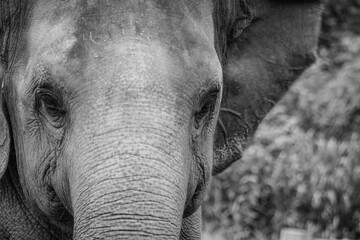 Close up asian elephant