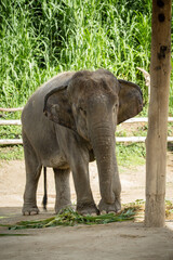 Close up asian elephant