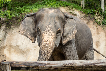 Fototapeta premium Close up asian elephant