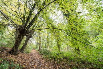 Autumn in the forest