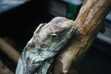 Frilled neck lizard