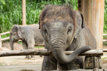 Close up young asian elephant