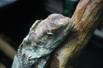 Frilled neck lizard