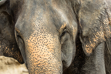 Close up asian elephant