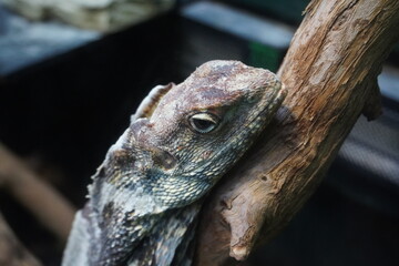 Frilled neck lizard