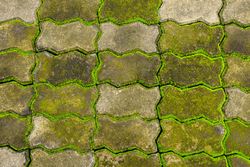 moss on old brick block