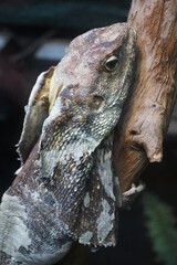 Frilled neck lizard