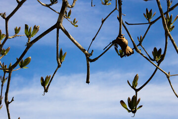 Branches and leaves of an almond tree at Fazenda beach in Ubatuba, São Paulo, Brazil