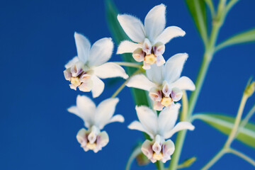 Fototapeta na wymiar 青背景の白い可愛い花
