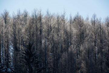 霧氷が輝く冬のカラマツ林