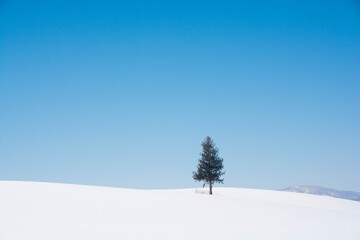 雪原に立つマツの木と青空
