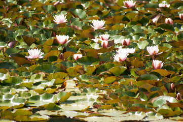 Bunch of beautiful white water lilies among green leaves