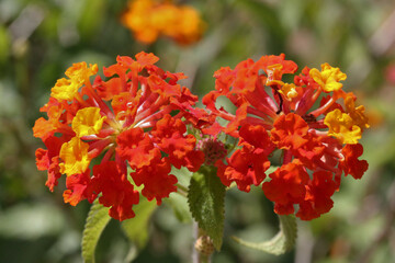Lantana