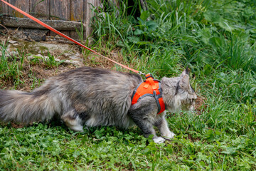 Fluffy cat Maine Coon in a harness on a leash