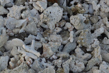 corals