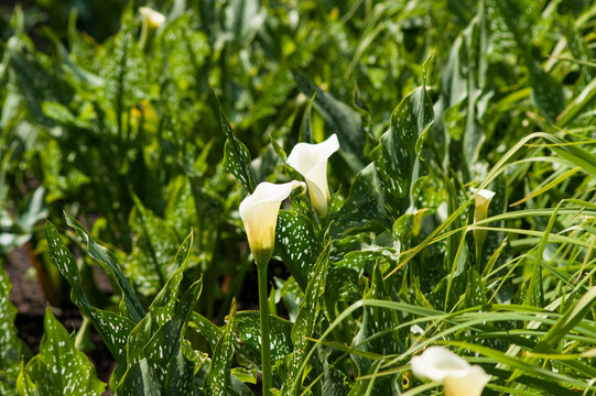 White calla lilies in the garden