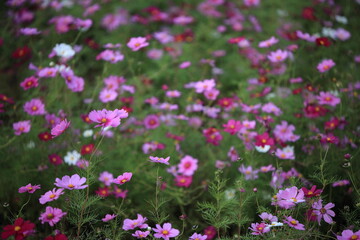 日本に咲いているコスモス
