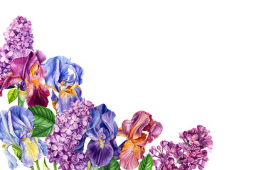 watercolor irises on a white background, beautiful flowers