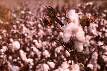 Natural white cottons in the field