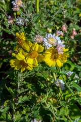 Хризантемы