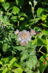 Хризантемы