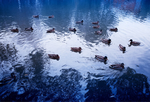 Swimming ducks at park lake background