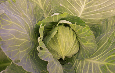 Obraz premium Natural cabbages grown in the field.